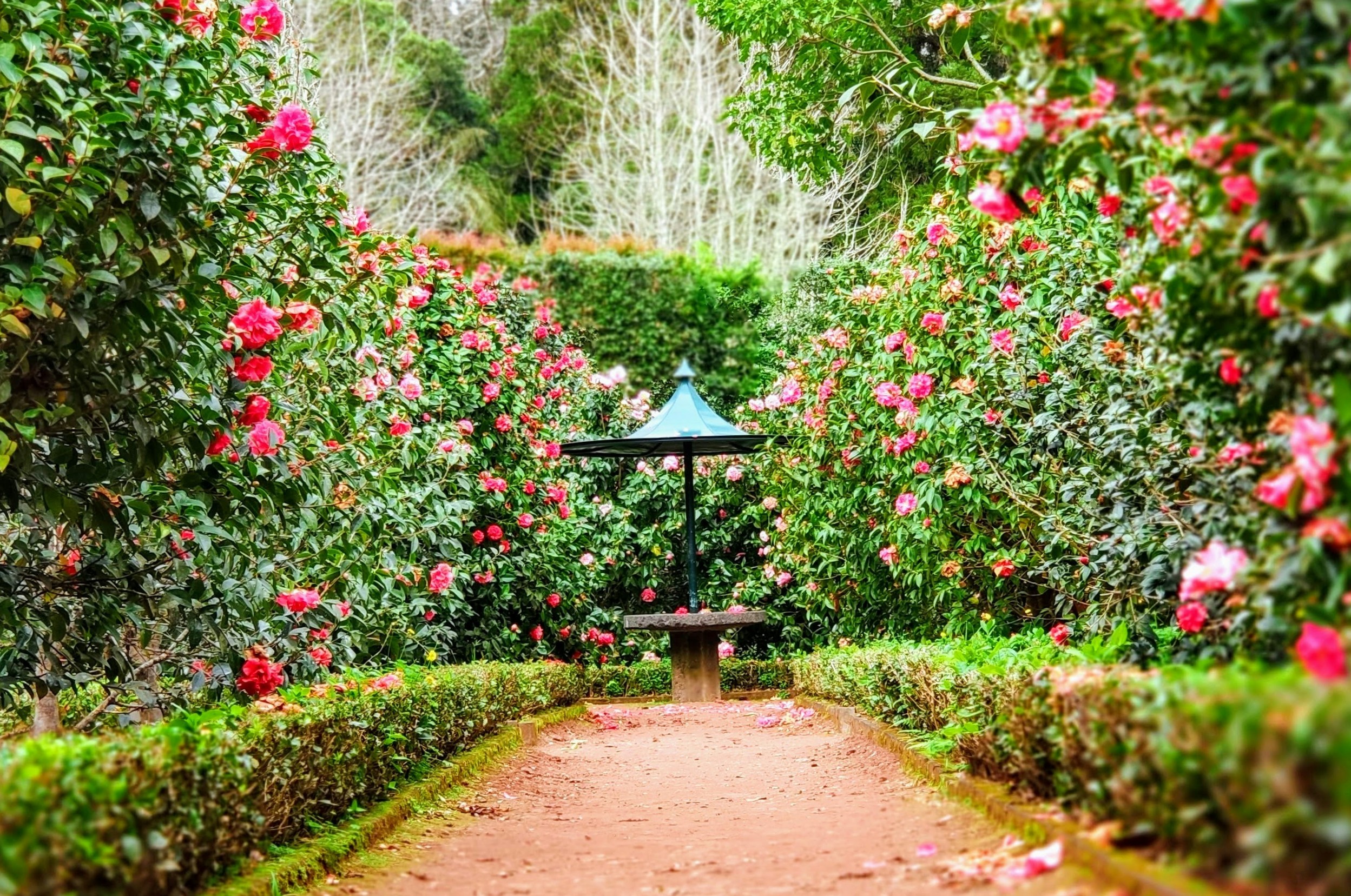 Symmetrical garden path bordered by trimmed hedges and pink flowering shrubs leading to a pagoda-style shelter over a stone table